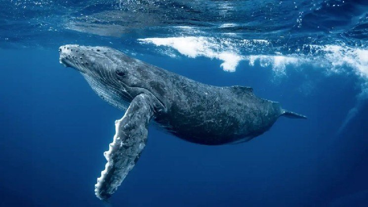 A Whale Who Owned the First Block of an Altcoin Was Hacked: He Had Never Touched His Assets, and the Loss Is Significant
