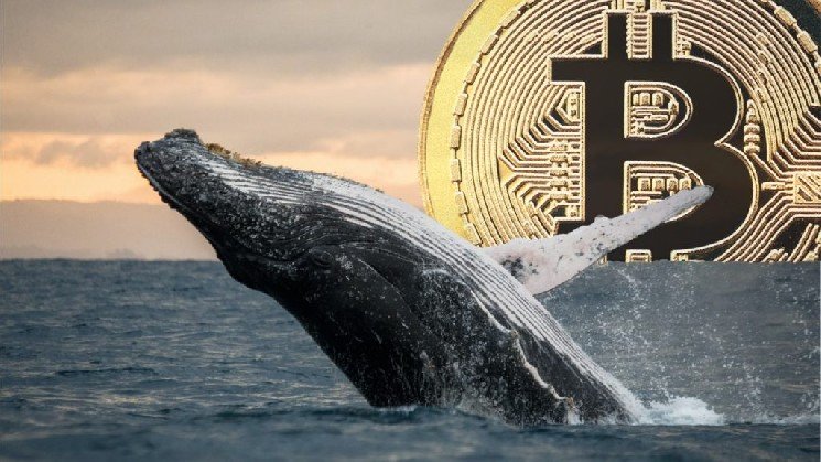 Bitcoin Whale Transfers Hundreds of Bitcoins to a New Address After Seven Years of Silence!