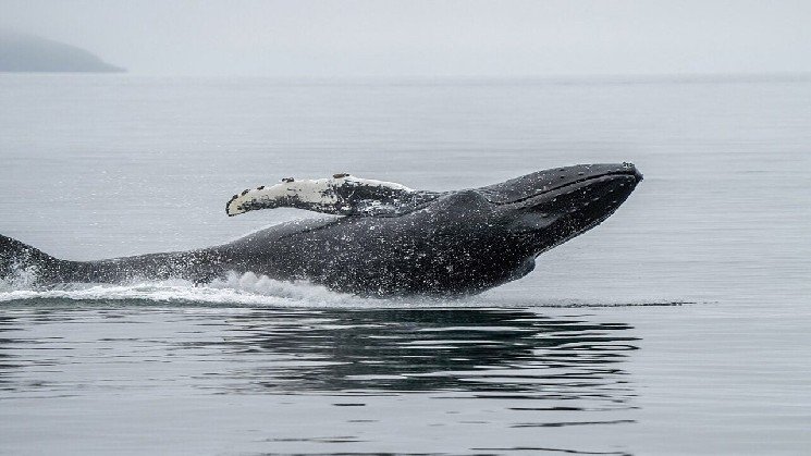 This Whale Bought ETH at $4,311 and Never Sold. It Cost Him $23.8 Million