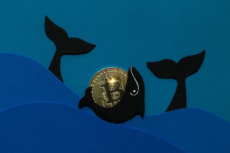 Bitcoin's 'Great Distribution' Ends as Veteran Whales Halt 2-Year Selling Spree