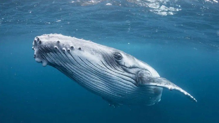 One of the First Whales in an Altcoin Reached the End of His Patience After a Five-Year Wait and Sold Almost All of It