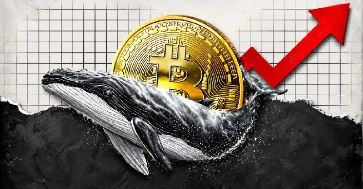 Bitcoin Whales Defy Volatility, Quietly Accumulate BTC at 17% Discount