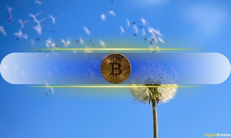 Bitcoin Holds Key Support as On-Chain Data Shows Fresh Accumulation