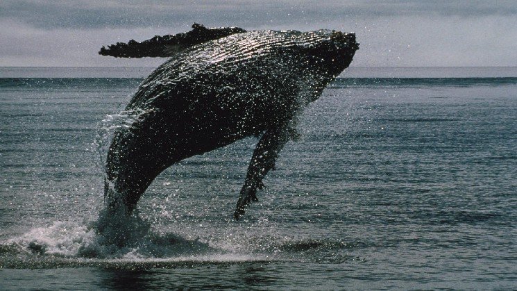 XRP whales keep buying the dip, but ether shows deeper capitulation