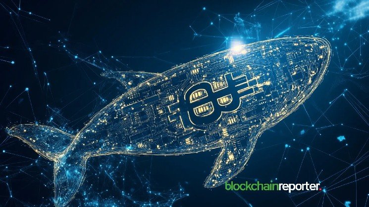 Bitcoin Whale Wallet Count Hits Six-Month High as Retail Bows Out