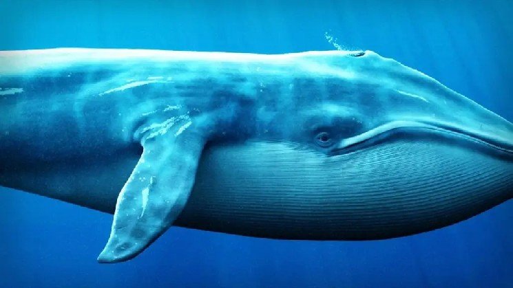 Bitcoin Surpassed $65,000: Liquidations Occurred, and a Major Short Whale Suffered an Unbelievable Loss