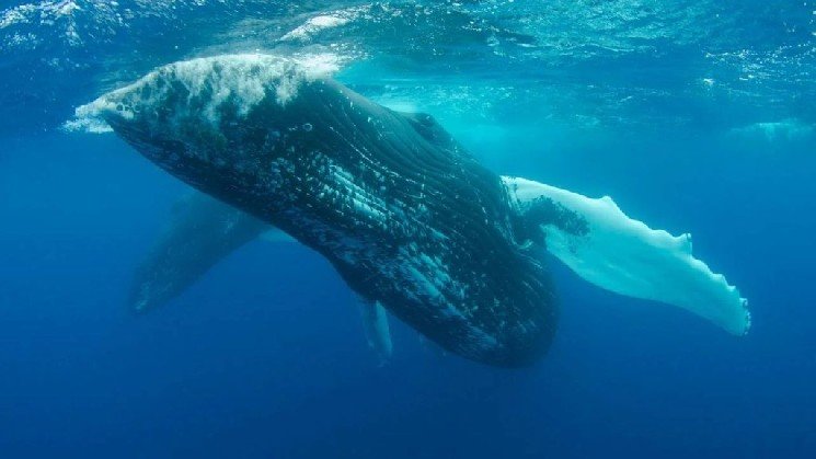 Here’s What Altcoin Whales Did During the Big Rally