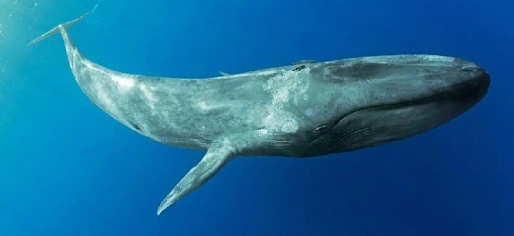 Big Whales Are Very Active: They’re Buying and Selling a Lot of Altcoins Today