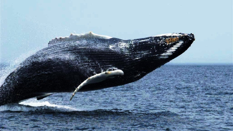 Big Whales Are Very Active in Cryptocurrencies: Their Latest Trades Have Come to Light