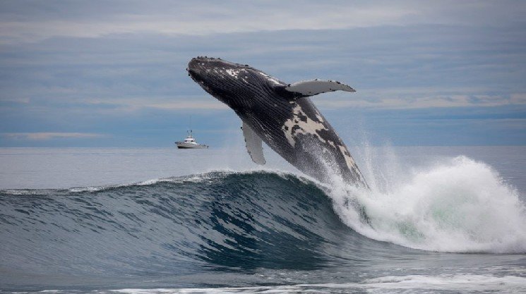 A Major Altcoin Whale That Had Been Holding for Over Two Years Sold Today: Made a 20x Return