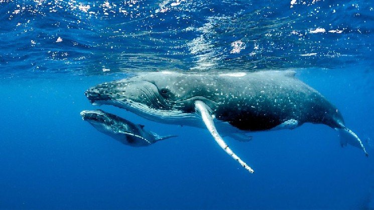 A Chinese Crypto Whale Made Major Changes to It’s Positions Today
