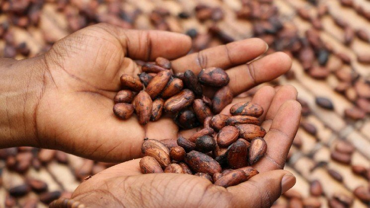 Tracking cocoa may be just the beginning for PwC, Merck, Hashgraph provenance system