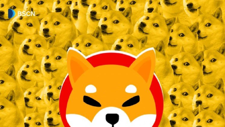 How Did a “Dogecoin Killer” Become a Multi-Billion-Dollar Coin Without a Real Plan?