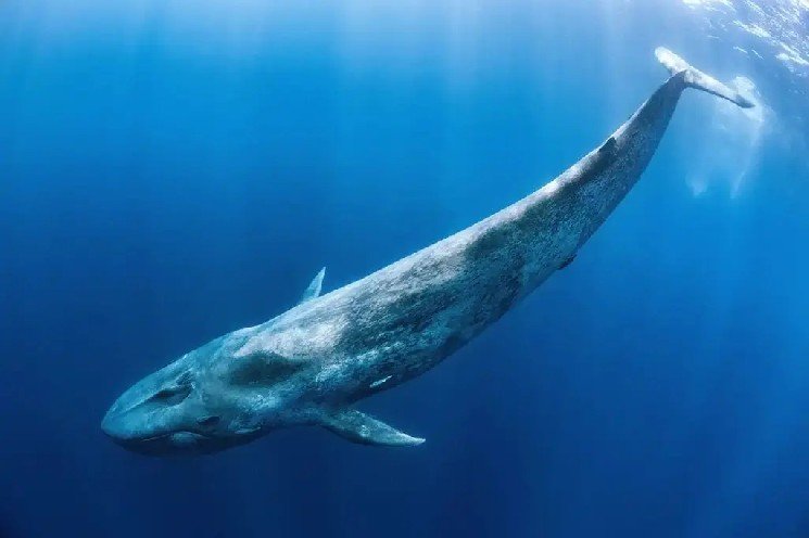 Big Whales Have Been Active in Recent Hours: Here Are the Altcoins They’ve Been Buying and Selling