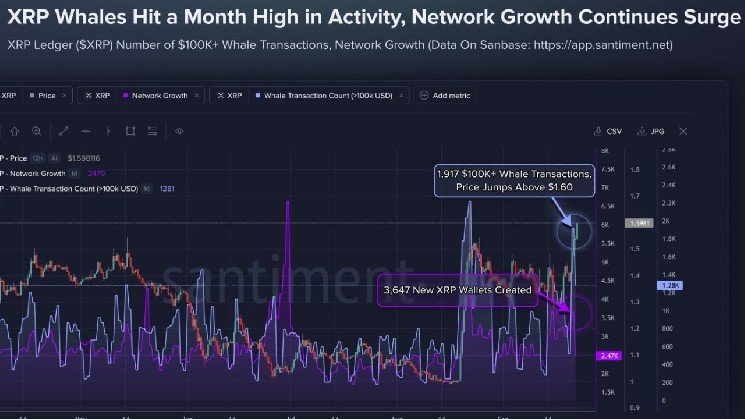 XRP Tops $1.60 as 1,917 Whale Transactions Hit Monthly High