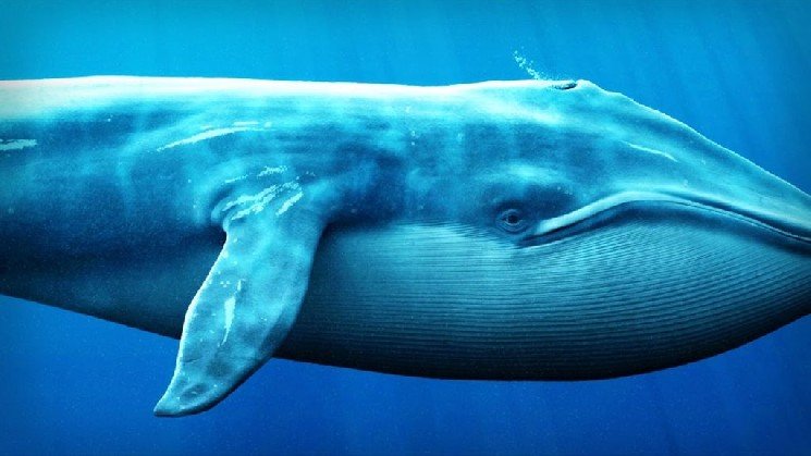Whales Continue to Flock to This Altcoin